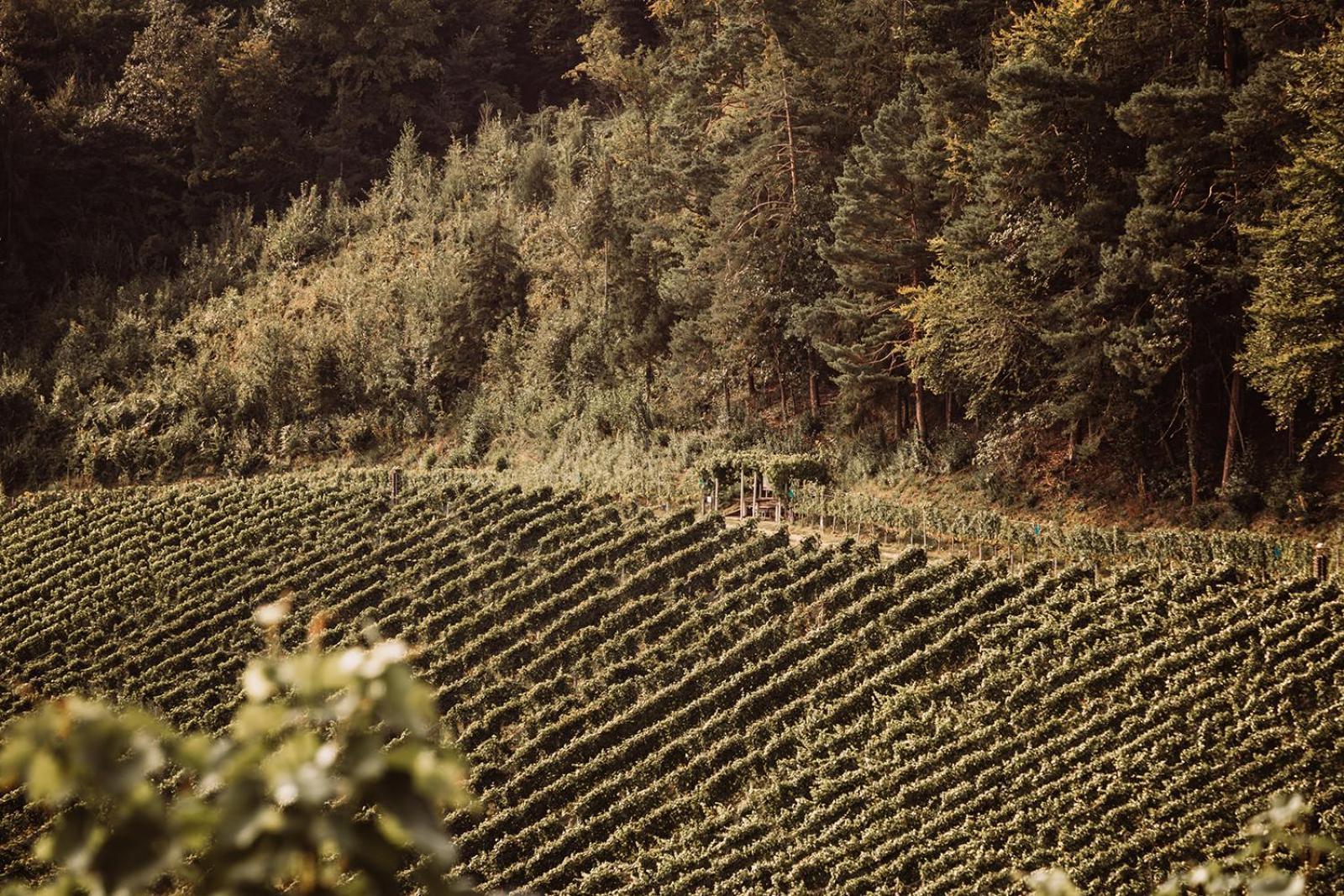 Weingut Kollerhof Am Eichberg Vila Leutschach Exterior foto